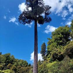 Nochmal ein Kauri-Baum