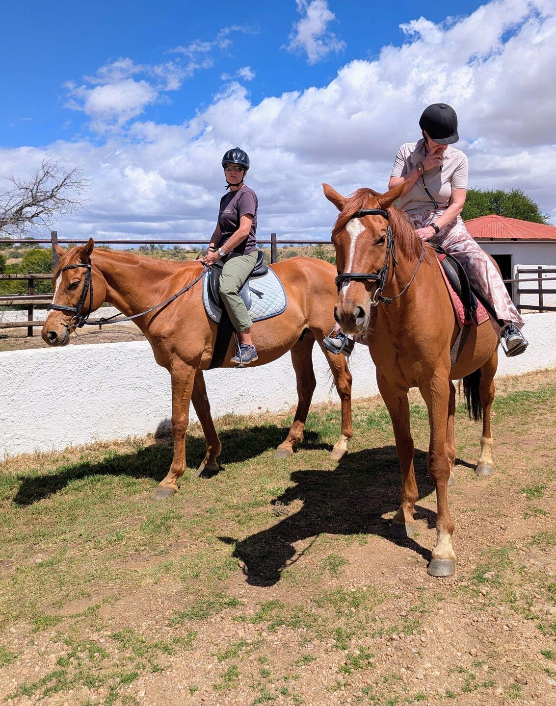 3 Stuten und 1 Wallach 👀