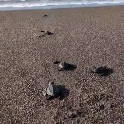 Frisch geschlüpft Schildkrötenbabys auf dem Weg ins Meer