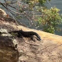 De Goanna, met het tongetje uit de mond!