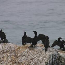 Neotropic Cormorant