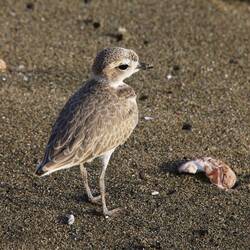 Snowy Plover