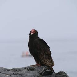 Turkey Vulture