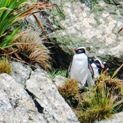 "Fiordlandpinguin"