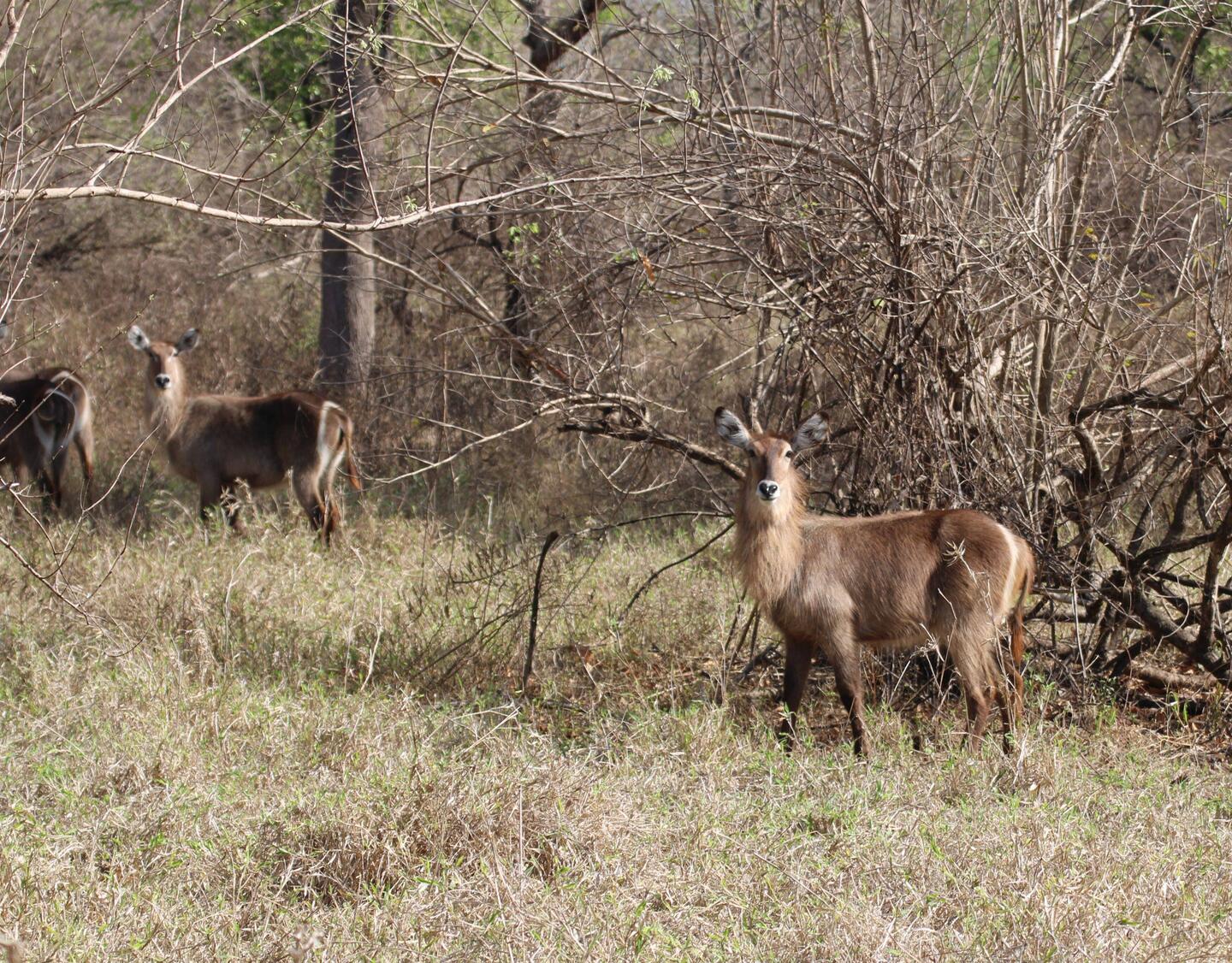 Die Wasserböcke begrüßen uns