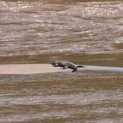 Schni schna Schnappi