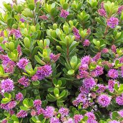 King Protea ( nationale bloem uit Zuid Afrika)