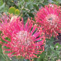 Pincushion ( speldenkussen :)