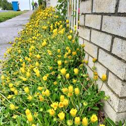 Deze treasure flowers blijven dicht als er geen zon is