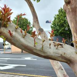 Grappig hoe er nieuwe scheutjes uit de dikke tak komen!