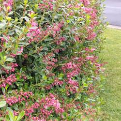 Red claws, kan vier meter hoog worden ( veel snoeien dus)
