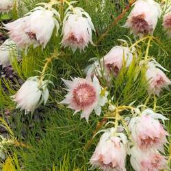 Blushing bride ( ook Zuid-Afrikaans)