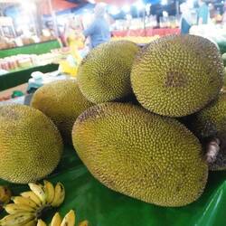 Jackfruit