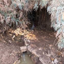 Hier ist eine Quelle, die just an der Stelle in den Jordan fließt/floß an der Johannes Jesus taufte.