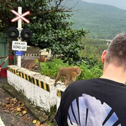 Ein Affe der uns auf dem Weg des Hai Van Passes begrüßte.