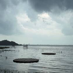 Zwischen den Stöcken sind Stricke gespannt, wo wiederum auf den Reifen Austern gezüchtet werden.