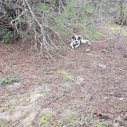 Lexi im Gebüsch 😆