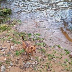 Gonzo war ganz aufgeregt. Fließenendes lautes Wasser