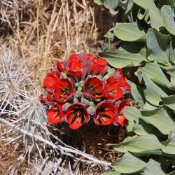 Garra de León: seltene, leuchtend rote Wüstenblume aus Atacama, heute stark gefährdet.