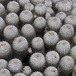 Copiapoa