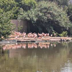 Flamingos at the zoo