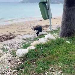 ..sie 😻 hätte eigentlich auf Leckerchen gehofft 💩