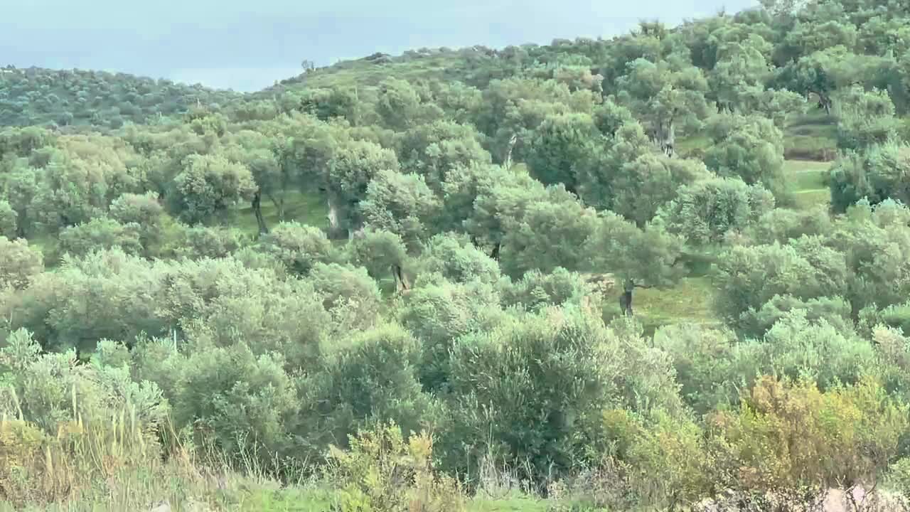 Albanien hat tausende Wälder von uralten Olivenbäumen kilometerweit 🫶
