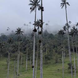 Hoch gewachsene Palmen