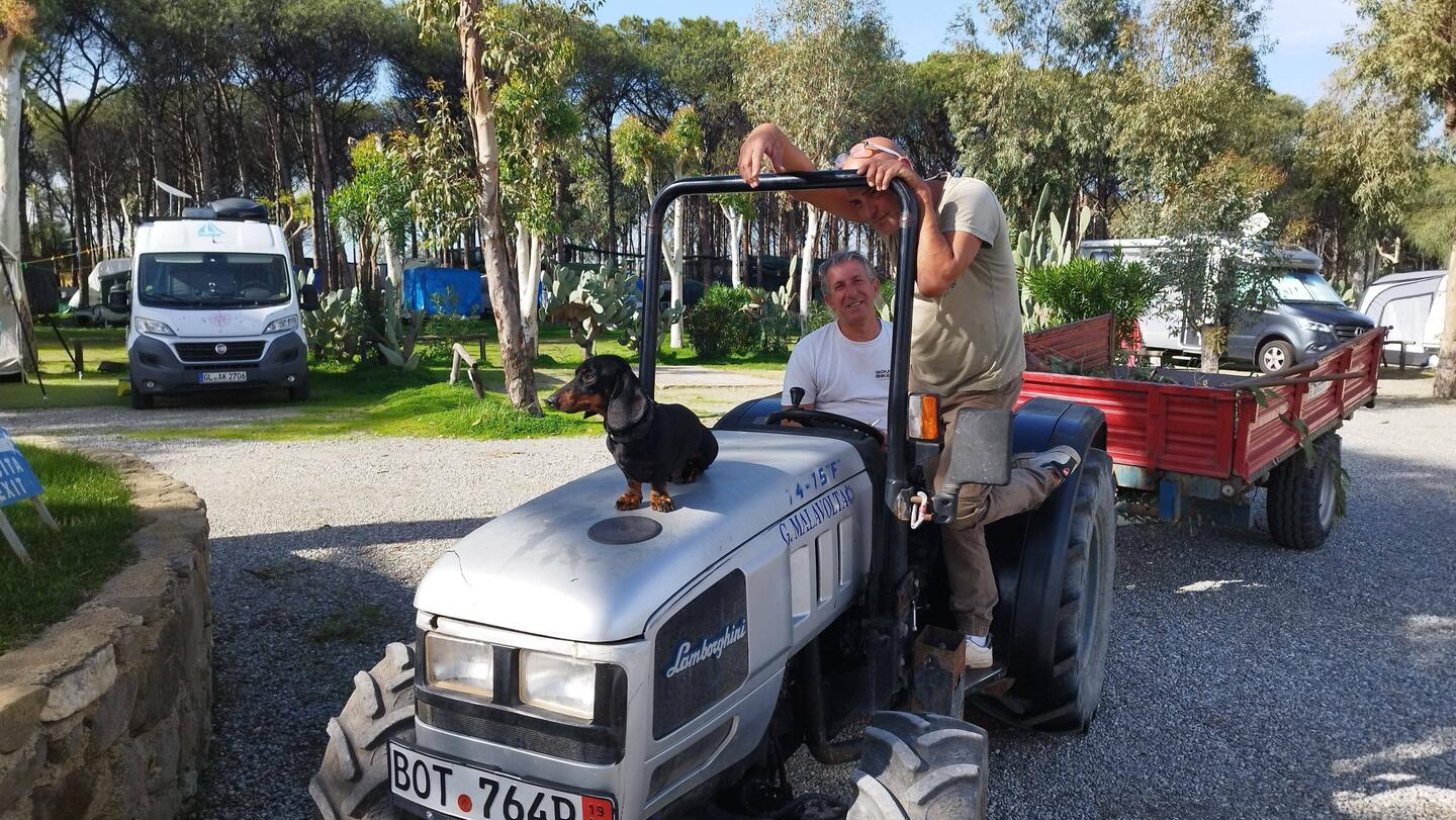 Der Platzhund auf seinem Taxi 😂