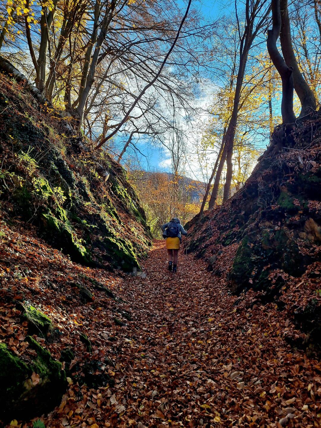 Wunderschöne blätterbedeckte Waldwege ...