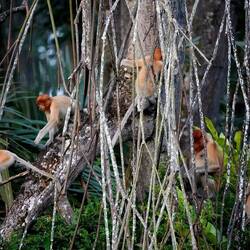 üseri Erstä Naseaffä in Brunei