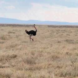 An ostrich