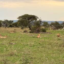 Lions less than 500 meters from the camp