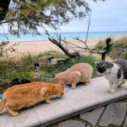 Morgens beim Frühstück machen wir noch Katzen-Fütterung
