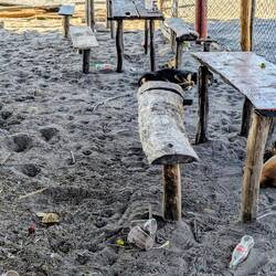 Saubären sans manchmoi scho