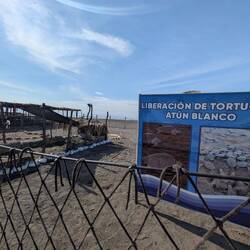 Hier können die Schildkröten in Ruhe schlüpfen