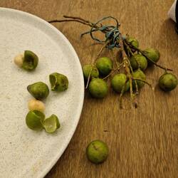 Spanische Limette (hat wenig mit Limette zu tun)