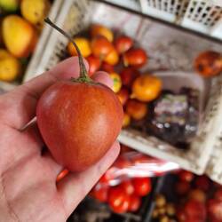 Tomate de Árbol (Baumtomate)
