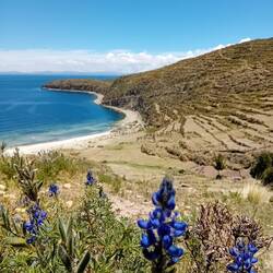 Lupine in blue