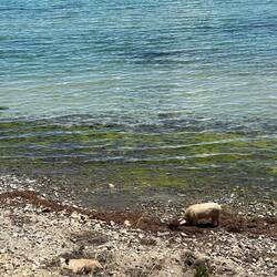 Pigs on the beach. What a life!