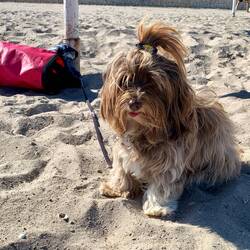 India genießt ebenso den festen Boden unter ihren Pfoten