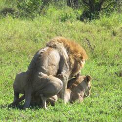 Warning!! In the next video, lions mating