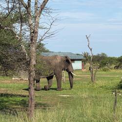 The elephant walking through the camp