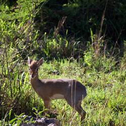 The smallest gazelle species in Africa