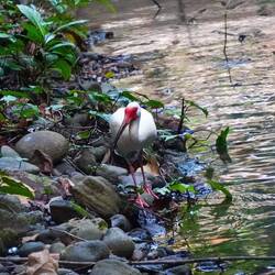 Ibis