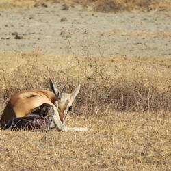 The gazelle with her newborn calf