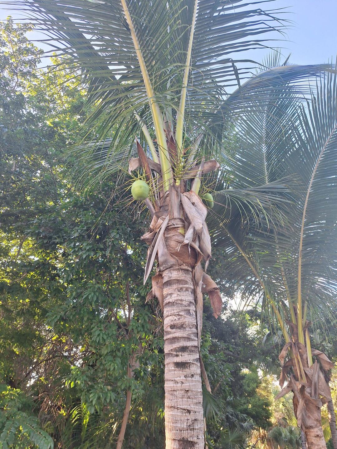 Tree in our neighborhood