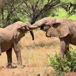 Elephants kissing