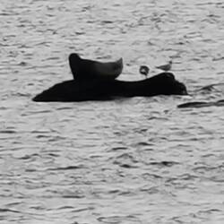 Eine einsame Robbe mit ihrem Vogel