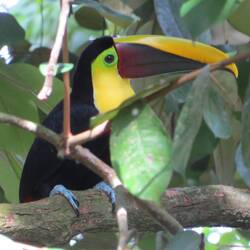 Tukan